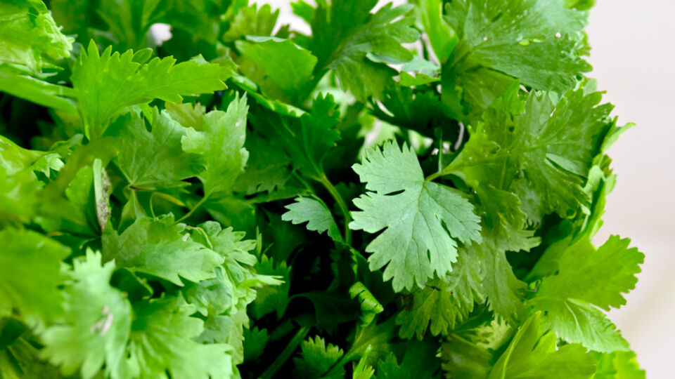 Coriander Why You Should Get It In Your Diet