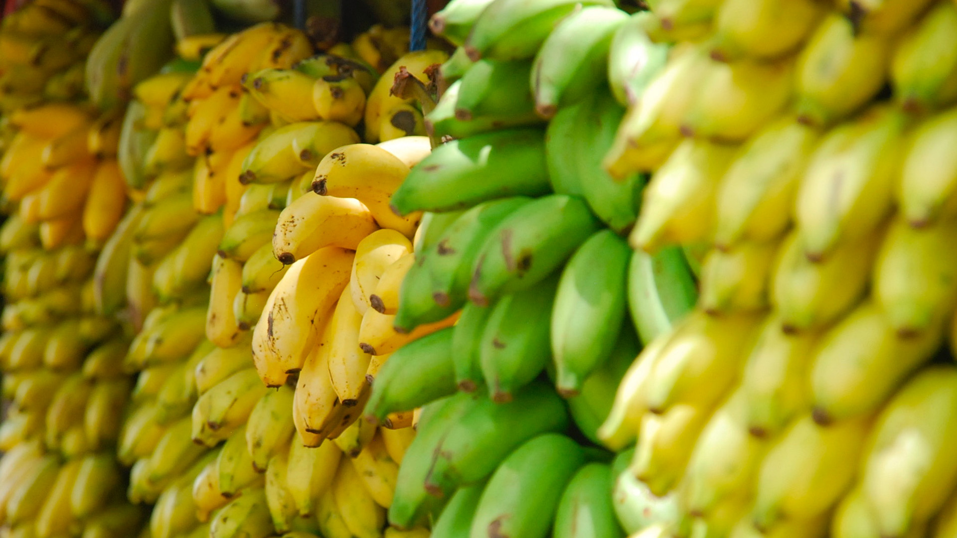 Does The Colour Of Your Banana Change Its Nutritional Profile